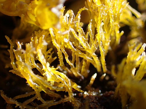 Image of Endocladia muricata by no rights reserved