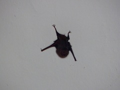 Peropteryx
