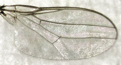 Siphunculina breviseta