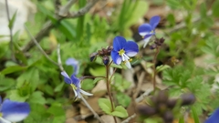 Veronica syriaca