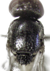Siphunculina breviseta