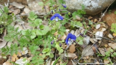 Veronica syriaca