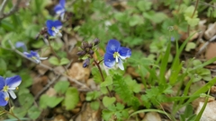 Veronica syriaca