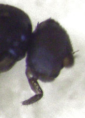 Siphunculina breviseta