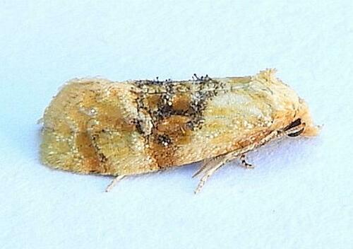Banded Sunflower Moth photo 4