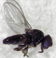 Siphunculina breviseta