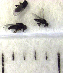 Siphunculina breviseta