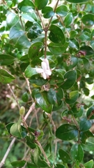 Gaertnera pauciflora