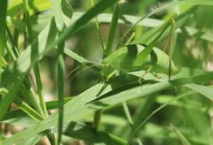 Anisophya punctinervis