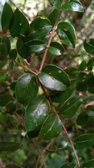 Gaertnera pauciflora