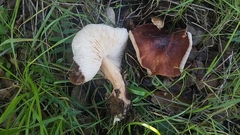 Rhodocollybia badiialba