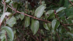Gaertnera pauciflora