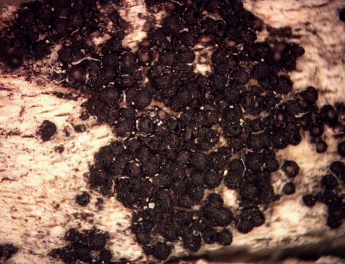 iNaturalist observation photo of Ascomycete Fungi