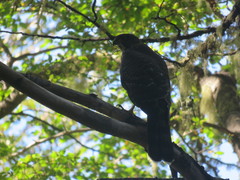 Accipiter chilensis