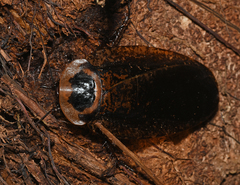 Blaberinae