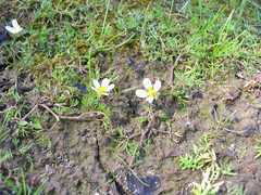 Ranunculus circinatus