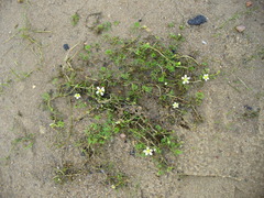 Ranunculus circinatus