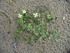 Ranunculus circinatus