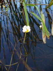 Ranunculus circinatus