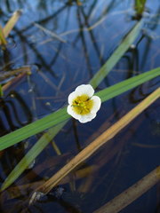 Ranunculus circinatus