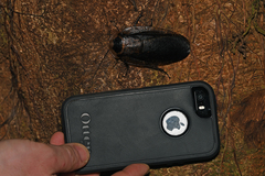 Blaberinae