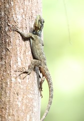 Sceloporus serrifer