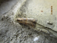 Psorosa dahliella