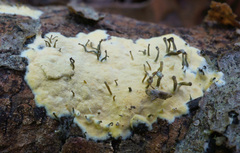 Trichoderma flavipes