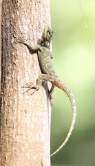 Sceloporus serrifer