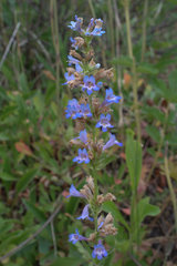 Penstemon rydbergii