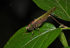 Eppia truncatipennis