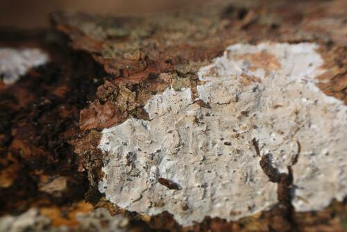 Representative image of Alloexidiopsis