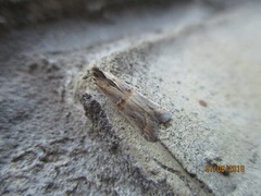 Psorosa dahliella