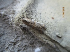 Psorosa dahliella