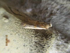 Psorosa dahliella