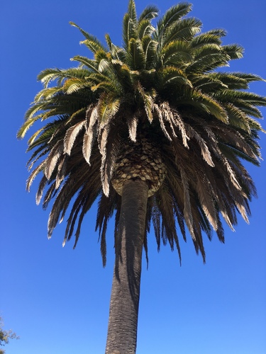 Phoenix canariensis