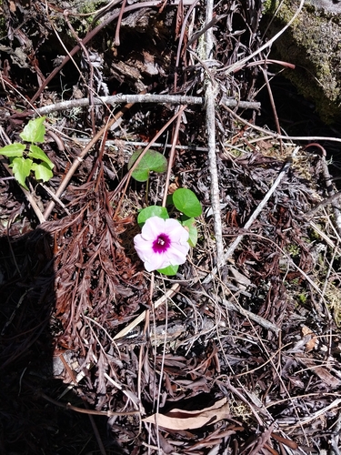 Image of Ipomoea littoralis by (c) Mike Bowie, some rights reserved (CC BY)