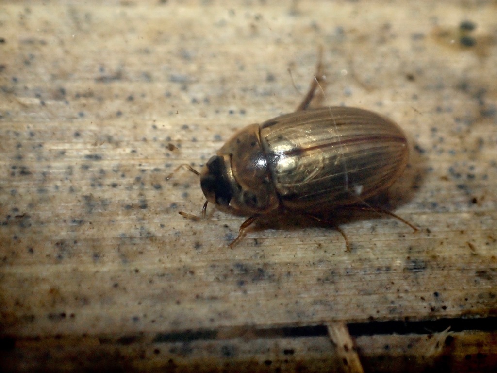 Enochrus testaceus
