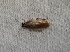Johnrehnia solida