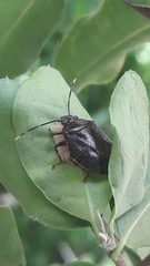 Antiteuchus tripterus