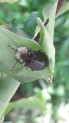 Antiteuchus tripterus