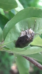 Antiteuchus tripterus