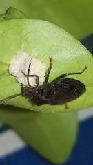 Antiteuchus tripterus