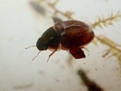 Enochrus ochropterus