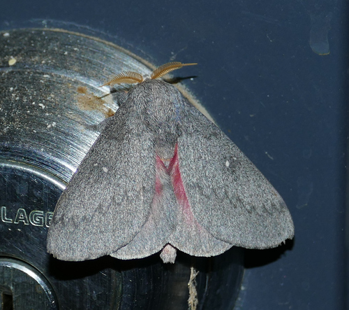 Hubbard's Silk Moth photo 5