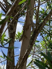 Anolis sagrei