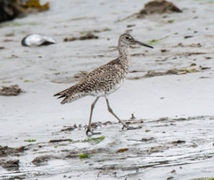 Tringa semipalmata semipalmata