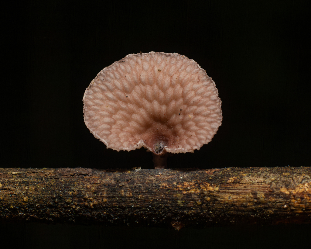Neofavolus subpurpurascens · September 2023 · photo: © deniszabin (iNaturalist, cc-by)