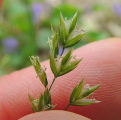 Poa alsodes