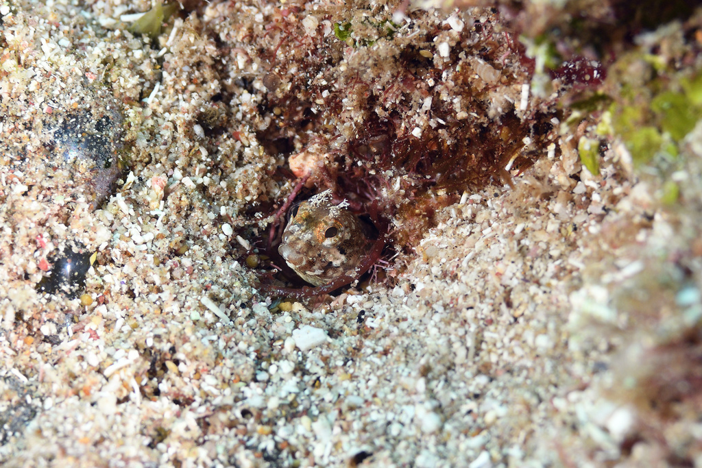 Papillose blenny (Acanthemblemaria chaplini) — Chaenopsidae